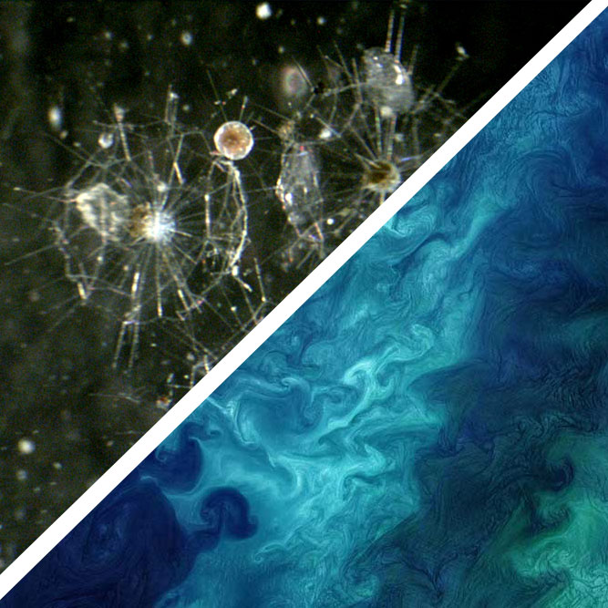 Satellite image of algal blooms in the Chukchi Sea. / Magnified image of Radiolarian.