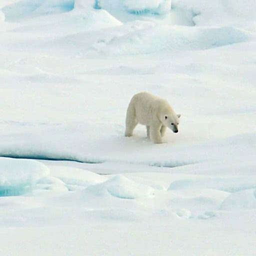 A polar bear leisurely walks on the ice.