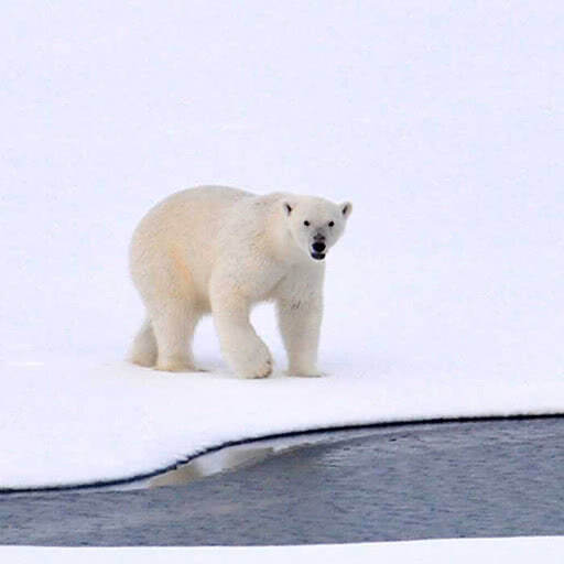A polar bear leisurely walks on the ice.