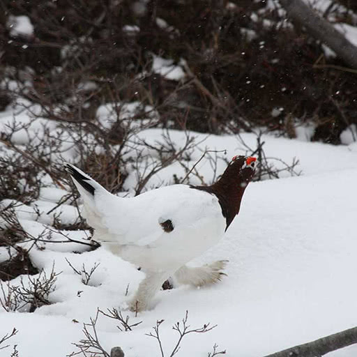 A ptarmigan walks in the snow.