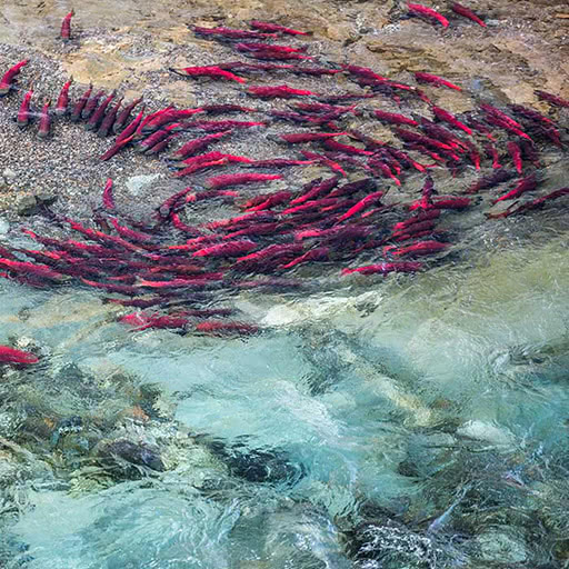 Portrait of an adult salmon.