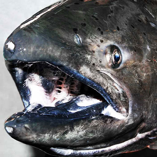 From above, a large group of salmon swim in a circular direction.
