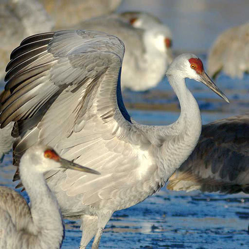 A group of sandhill cranes wade through wetlands.