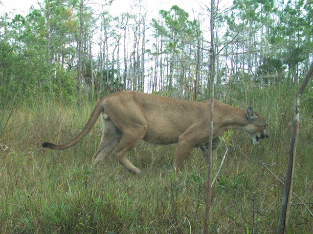 A male panther walks through grasses with a mixed cypress and pine forest in the background. The panther is a tawny brown cat, a little larger than a Labrador retriever, with a broad flat nose and a long back-tipped tail.