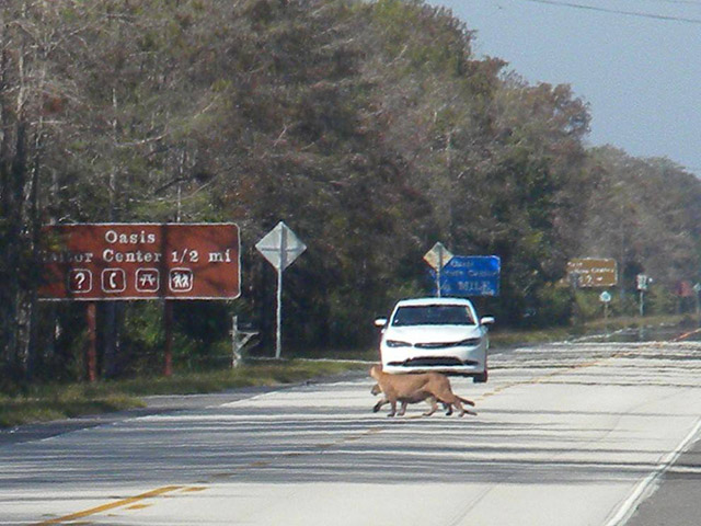 A female and juvenile panther cross the road in front of a white car. A sign nearby says 'Oasis Visitor Center one-half mile.'