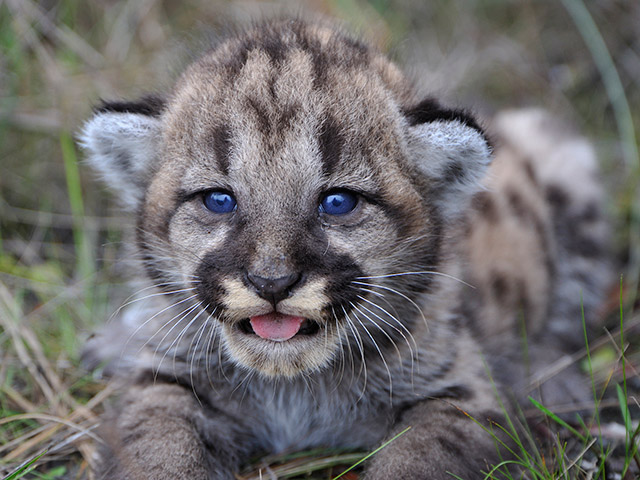 A panther kitten is light brown with black spots and dark blue eyes.