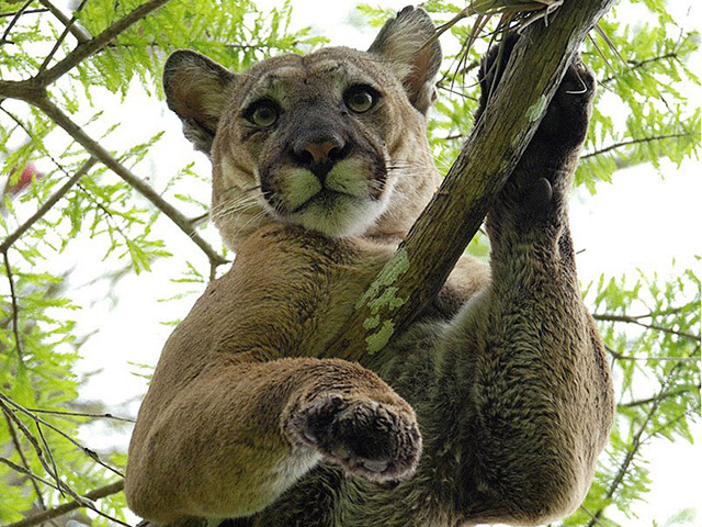 An adult male panther straddles a cypress branch and peers downward. 