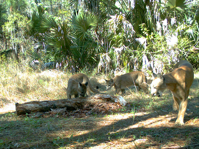 An adult female panther and two juveniles sniff and circle a shredded log, with a palmetto thicket in the background.