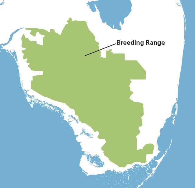 The map shows blue water, white land, and green for the Florida panther breeding range today. The breeding range takes up about two thirds of the land in the southern tip of Florida, south of Lake Okeechobee. As you slide the handle to the center, about a quarter of the current breeding habitat near the gulf coast disappears and the caption reads “Current breeding range after 3 feet / 0.9 meters of sea level rise.” As you slide the handle to the right, two-thirds of the current breeding habitat disappears and the caption reads 