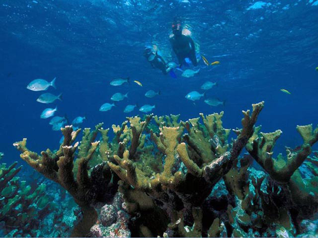 About a dozen reef fish and two snorkelers swim over a cluster of elk horn coral.