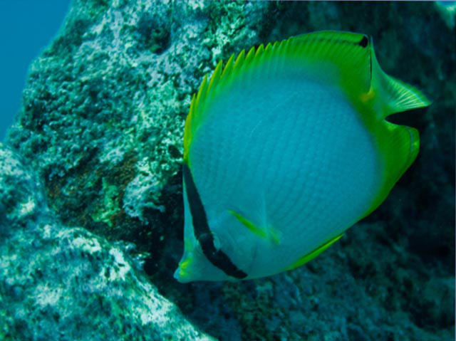 An underwater view shows a reef fish that appears to have a bluish-white vertically flattened white body with a vertical black stripe through its eye and yellow fins.