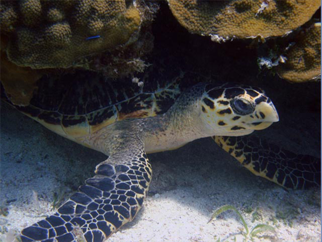 A sea turtle rests near some coral.