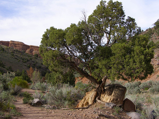 Weathering - Tree Roots