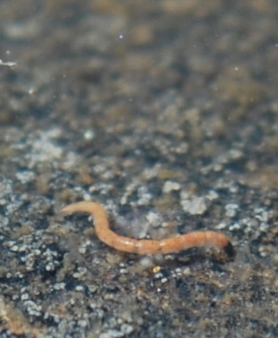 Image of a Chironomid
