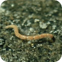 Image of a Chironomid