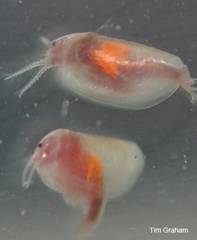 Image of a Clam Shrimp