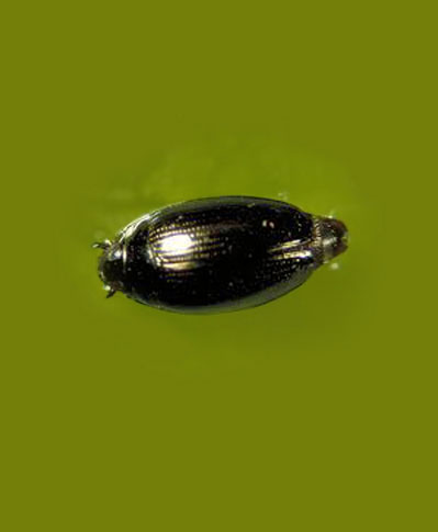 Image of a Predaceous Diving Beetle