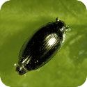 Image of a Predaceous Diving Beetle