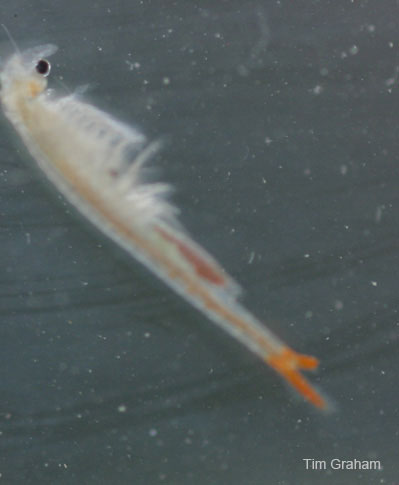 Image of a Fairy Shrimp