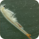 Image of a Fairy Shrimp