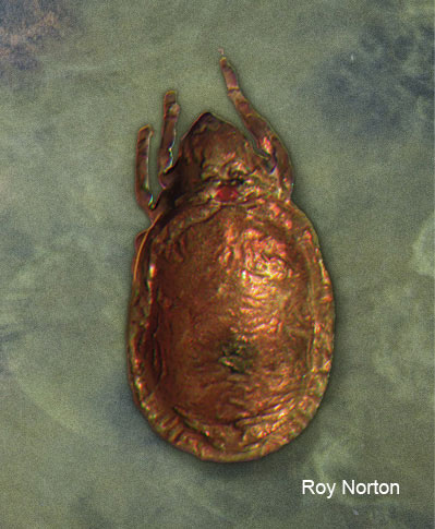 Image of a Mite