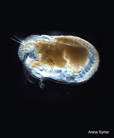 Image of a Ostracod