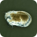 Image of a Ostracod