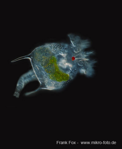 Image of a Rotifer