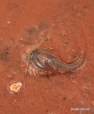 Image of a Tadpole Shrimp