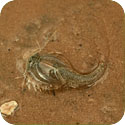 Image of a Tadpole Shrimp