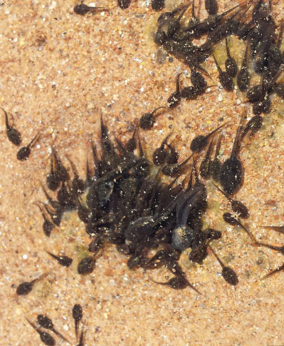 Image of a Tadpoles