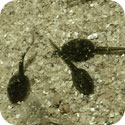 Image of a Tadpoles