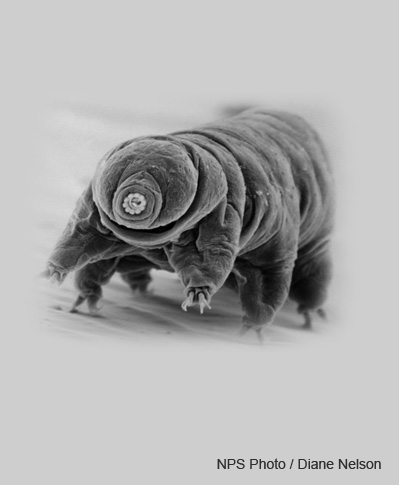 Image of a Tardigrade