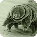 Image of a Tardigrade