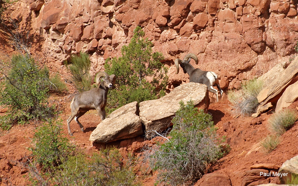 Two bighorns dueling each other