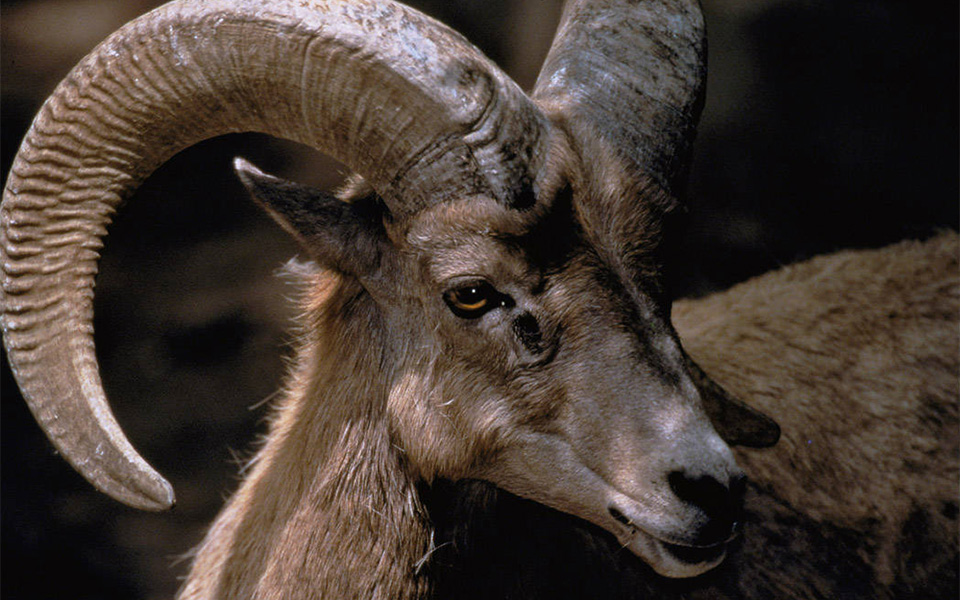 Close up of a Ram's horns