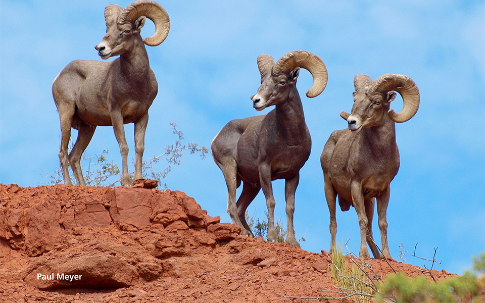 3 Rams standing together on a ridge