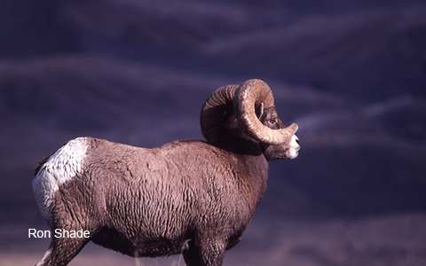 Image of a Rocky Mountain Bighorn Sheep