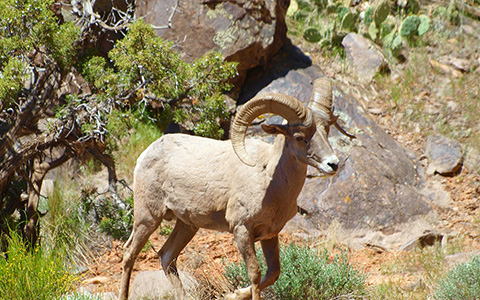 Image of a Desert Bighorn Sheep