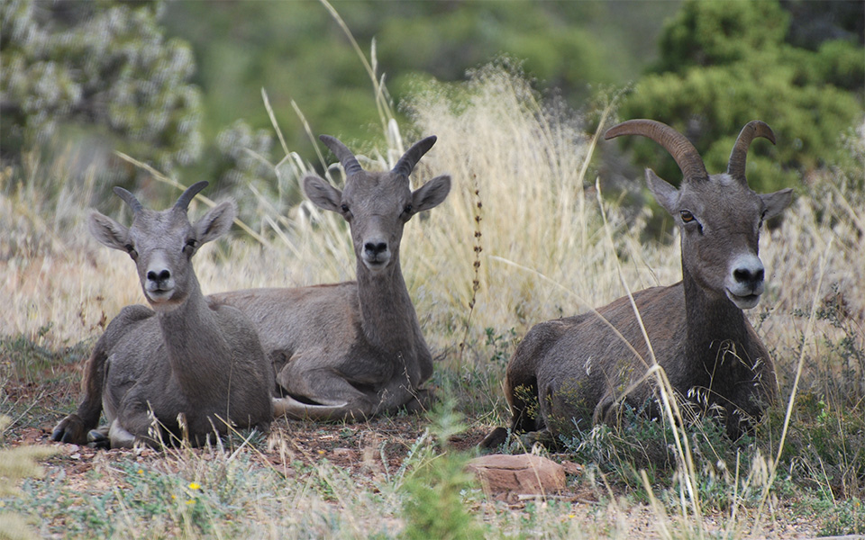 Image of 3 Ewes resting in the shade