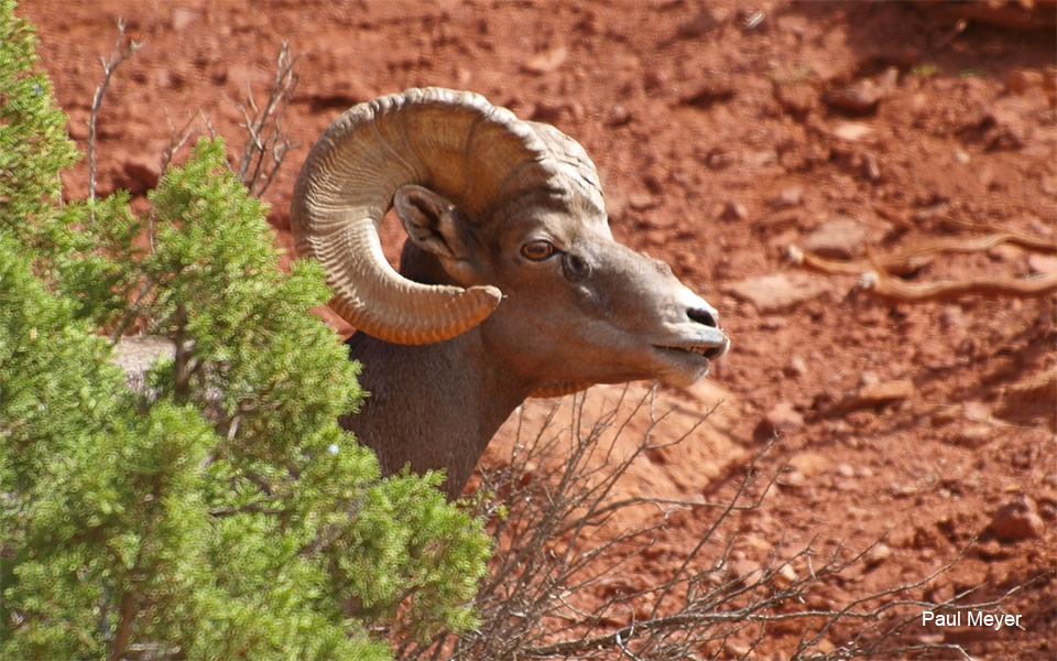 Close up a Ram's horn showing the different rings