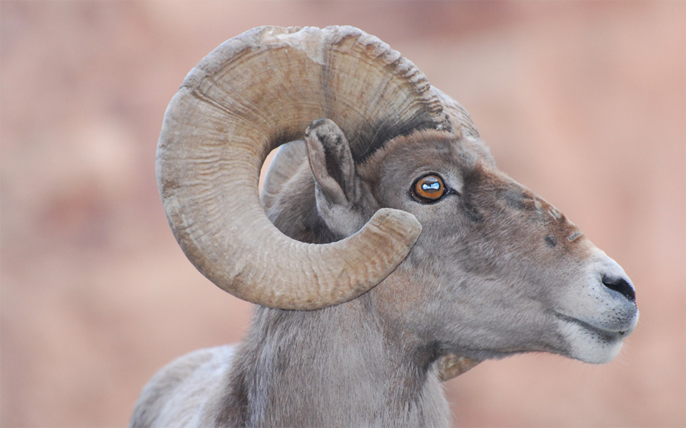Side view of a Ram's head showing horn effecting it's eye sight