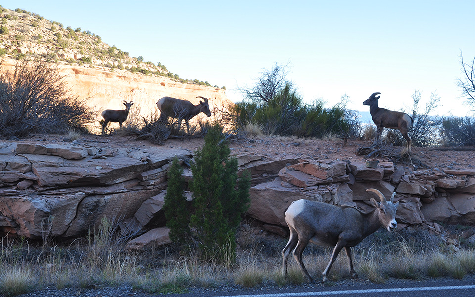 A group of ewes grazing along the side of a road