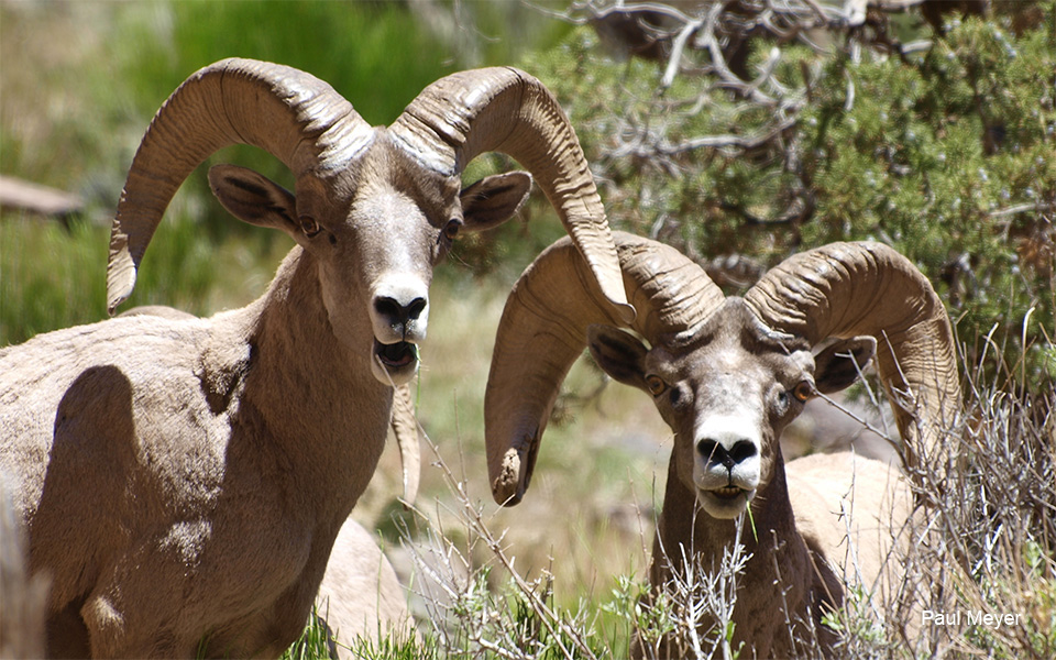 Two rams staring straight ahead