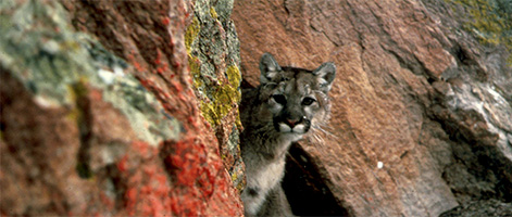 Image of a Mountain Lion
