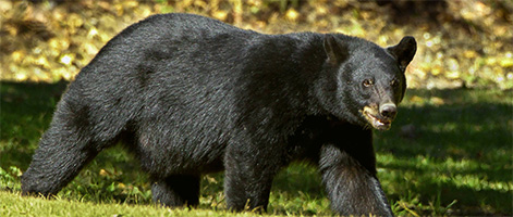 Image of a Black Bear