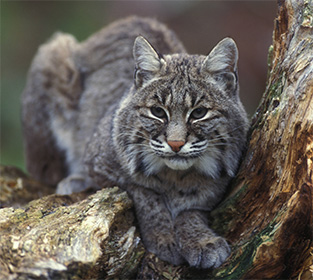  Image of a Bobcat