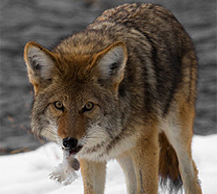Image of a Coyote