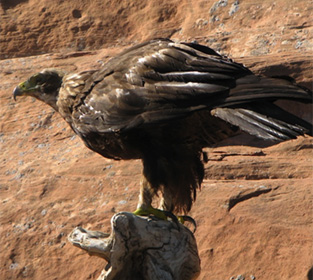 Image of a Golden Eagle