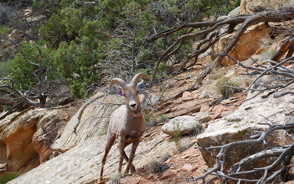 Ram wearing a tracking collar